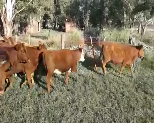 Lote 26 Novillitos y vaquillonas en Huanguelen, Buenos Aires