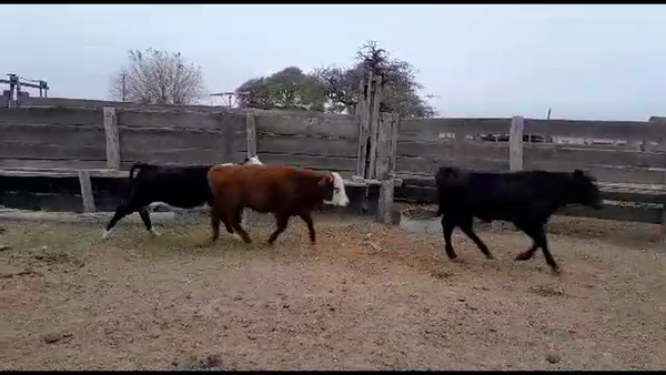 Lote 30 Terneros/as Cruzas en Gdor. Crespo, Santa Fe