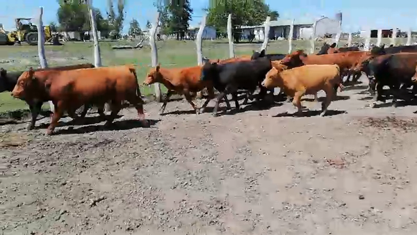 Lote 50 Terneros/as en Federal, Entre Ríos