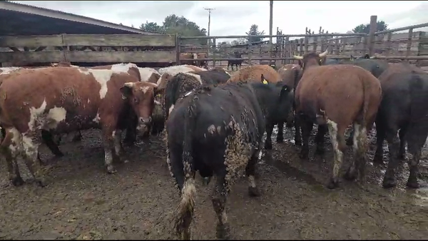 Lote 20 Novillo Gordo en Los Ángeles, VIII Región Biobío