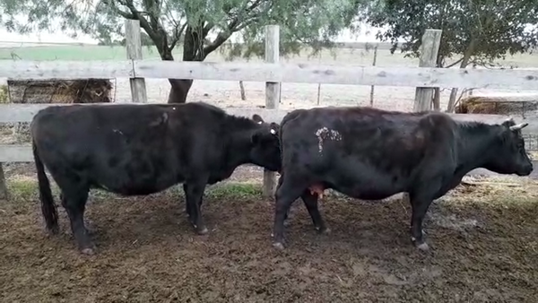 Lote (Vendido)2 Vaquillonas/Vacas Gordas 530kg -  en AGRACIADA