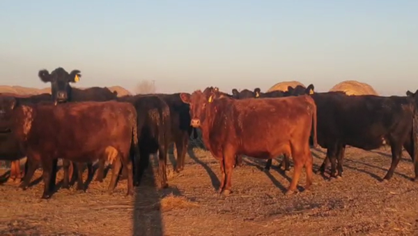 Lote 39 Vacas usadas preñadas en Ayacucho, Buenos Aires