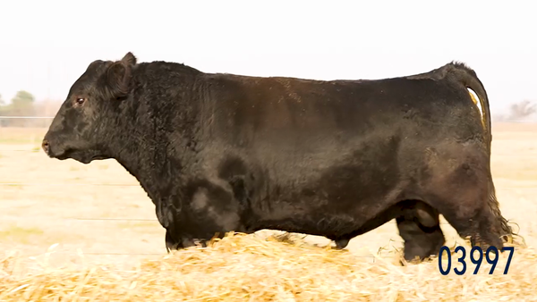 Lote Toro