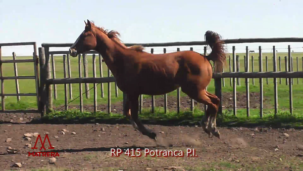 Lote MATRE PEPPY ANDARIEGA