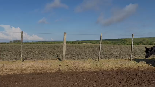 Lote NOVILLOS 1 a 2 AÑOS