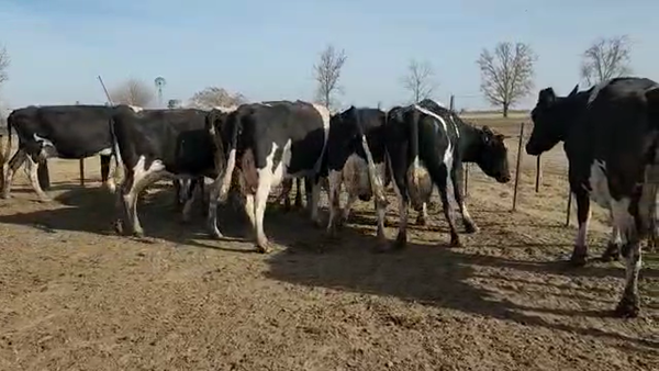 Lote Est. Don Osvaldo - Produccion