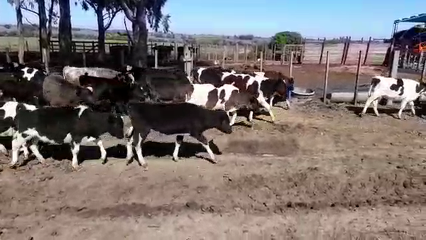 Lote (Vendido)40 Terneros HOLANDO 115kg -  en RADIAL SAN JOSE