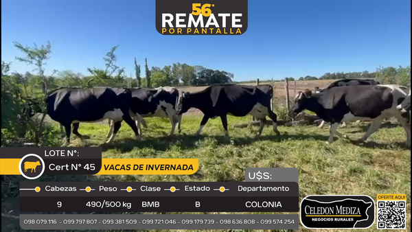 Lote 9 Vacas de Invernada en La Horqueta, Colonia