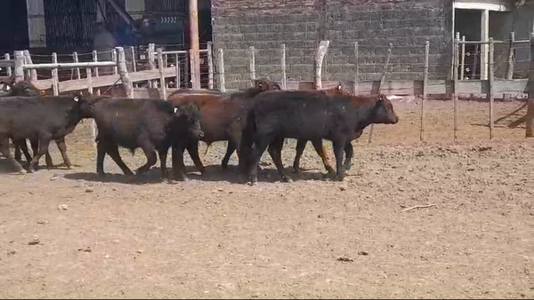 Lote (Vendido)12 Terneros BRANGUS/ ANGUS/ LIMANGUS 200kg -  en COSTAS DE VACA
