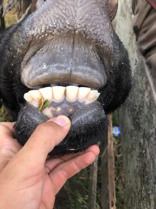 Lote 28 Vacas medio uso C/ gtia de preñez en Buenos Aires, Castelli