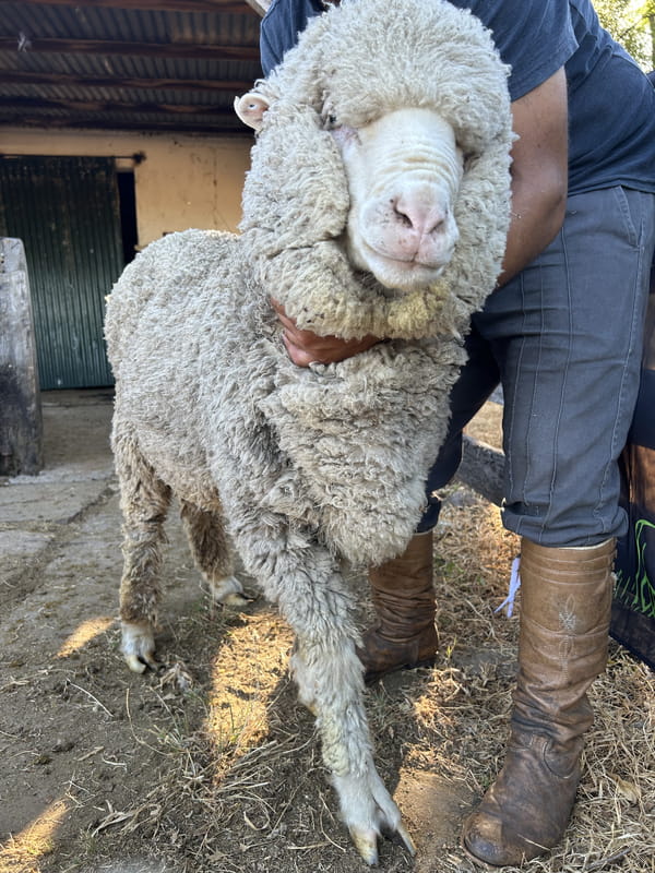 Lote Borrego 4/6D (MO: Si)