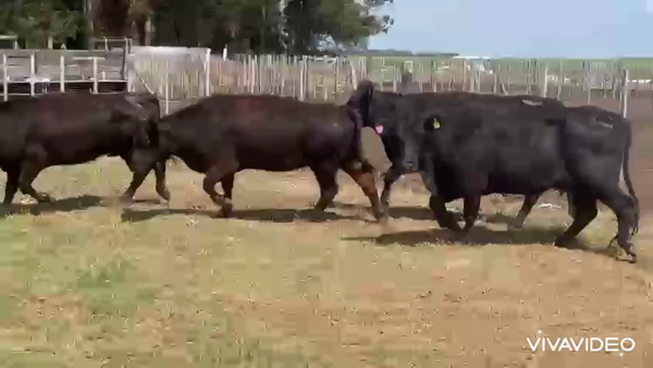 Lote 50 Vacas C/ gtia de preñez