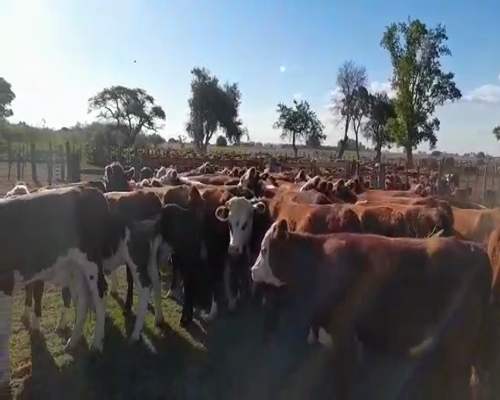 Lote 44 Vaquillonas en Gualeguay, Entre Ríos