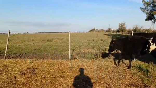 Lote (Vendido)20 Novillos 1 a 2 años 7 AA - 6 NO - 1 RA - 3 NO/ AA -1 AA/ HO 275kg -  en PIEDRA CHATA