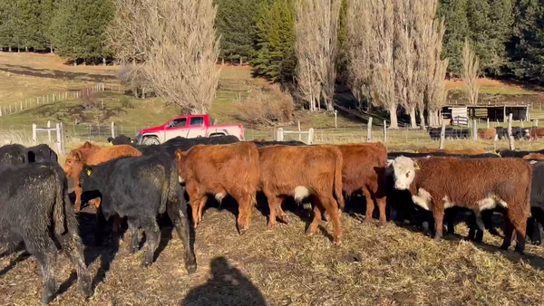 Lote 70 Ternero en Coyhaique, XI Región Aysén