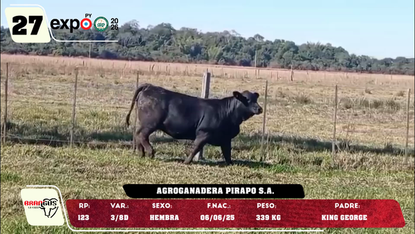 Lote LOTE 27