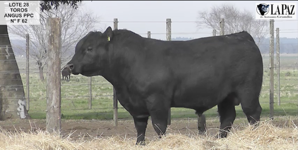 Lote TOROS PUROS POR CRUZA