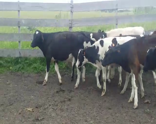 Lote 9 Terneros 1 NO - 8 HO 150kg -  en COLONIA AMERICA