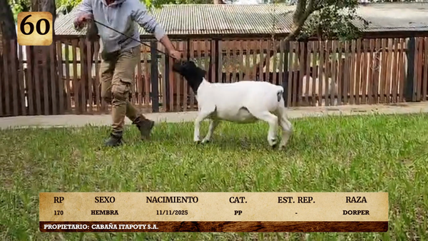 Lote LOTE 60