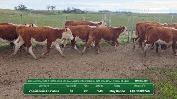 Lote (Vendido)50 Vaquillonas 1 a 2 años 201kg - , Cerro Largo