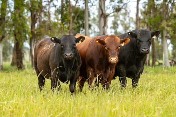 Lote Lote 8 Toros Pi  2Años