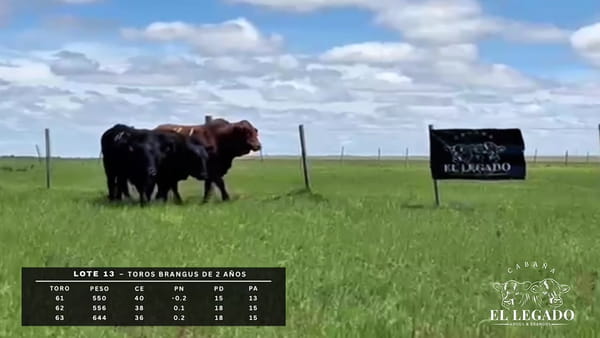 Lote Toro Brangus de 2 años
