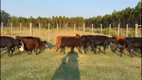 Lote 68 Terneras en Maldonado