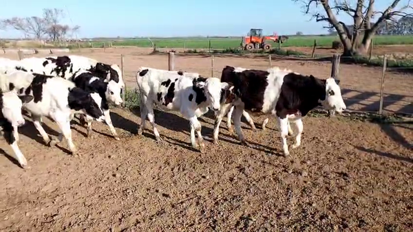 Lote 12 Terneros Holando Argentino en Sunchales, Santa Fe