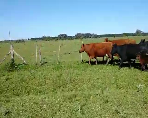 Lote 13 Vacas  USADA  con cría en La Plata, Buenos Aires
