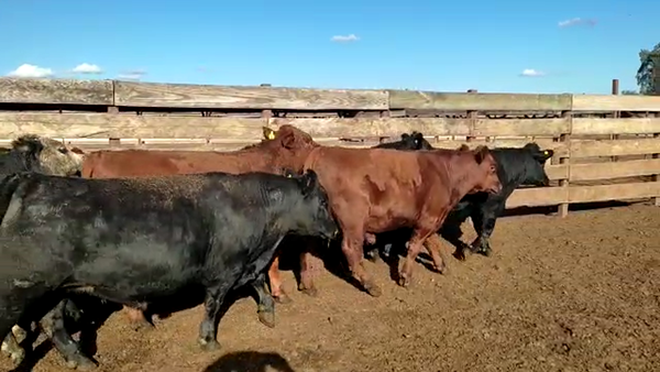 Lote 20 Novillo Gordo en Los Ángeles, VIII Región Biobío