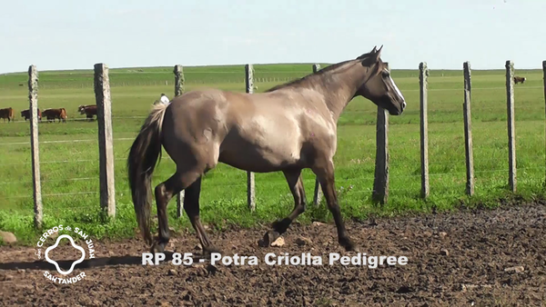 Lote LOBUNO  CARDAIBER AGRADECIDA