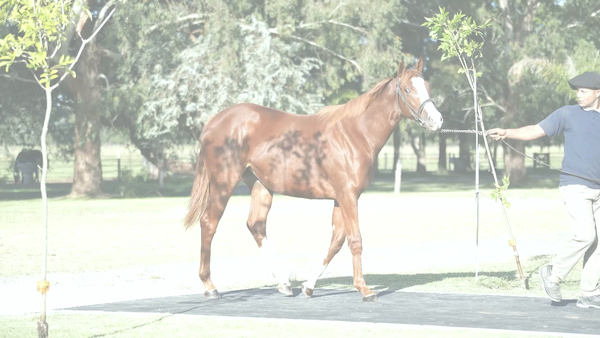 Lote GODDAUGHTER (DADDY LONG LEGS -  LA AHIJADA  por  Exchange Rate)
