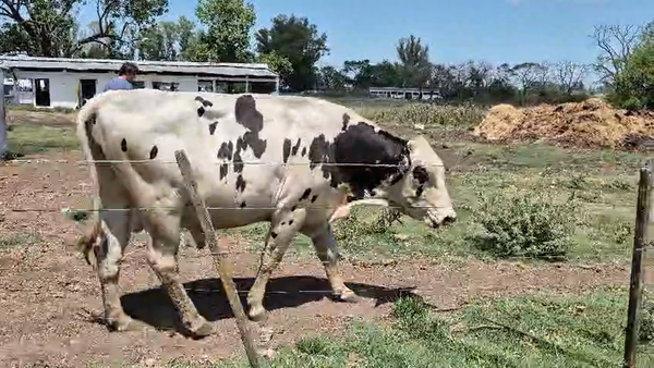 Lote Toros, San José