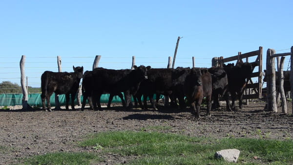 Lote SERVIS SA: 10 vaquillas generales p/servicio