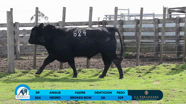 Lote Toro