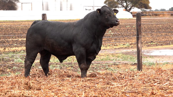 Lote TOROS BRANGUS de El Porvenir