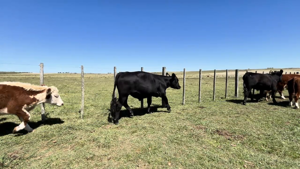 Lote NOVILLOS 1 A 2 AÑOS