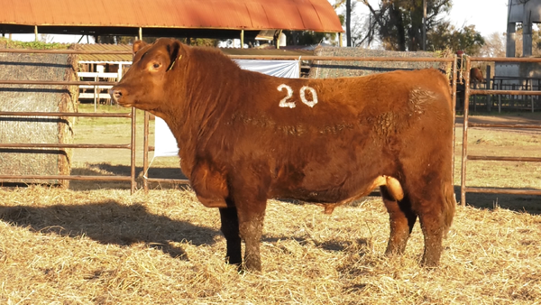 Lote TOROS ANGUS COLORADOS  PC