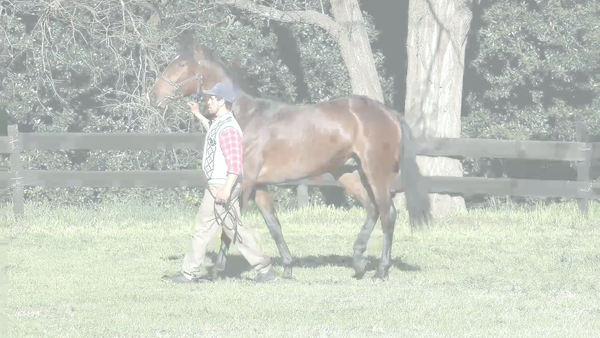 Lote INTERESTING TIME (ANNALS OF TIME -  INTERESERA KAL)