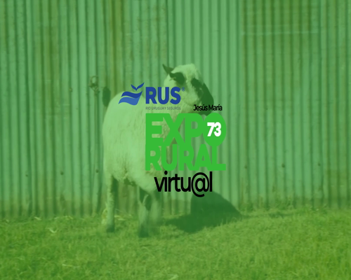 Lote BORREGA HAMPSHIRE DOWN