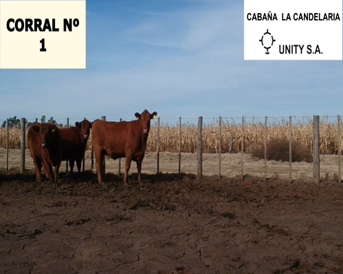 Lote CABAÑA “LA CANDELARIA” de Unity SA VAQUILLAS PURAS CONTROLADAS COLORADAS PARA ENTORAR