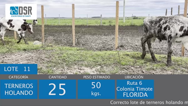 Lote Lote 11 - Ganado
