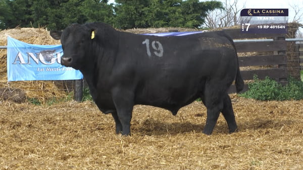 19 -  40164N — TOROS ANGUS PURO CONTROLADO