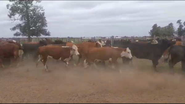 Lote 50 Novillitos Braford en Tostado, Santa Fe