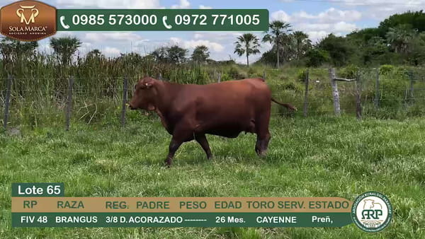 Lote Hembras BRANGUS, Ñeembucú