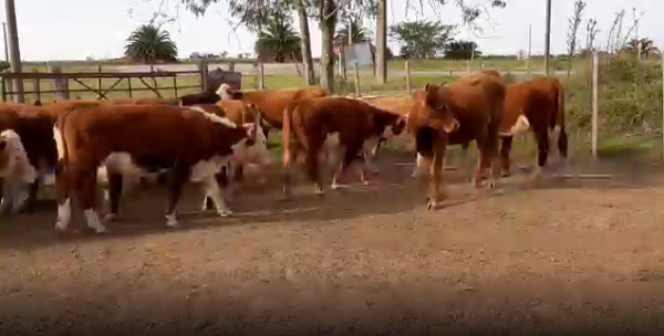 Lote 23 Terneros en San José