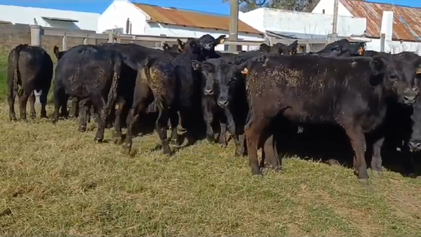 Lote 58 Terneros ANGUS 275kg -  en BARRACAS COLORADAS