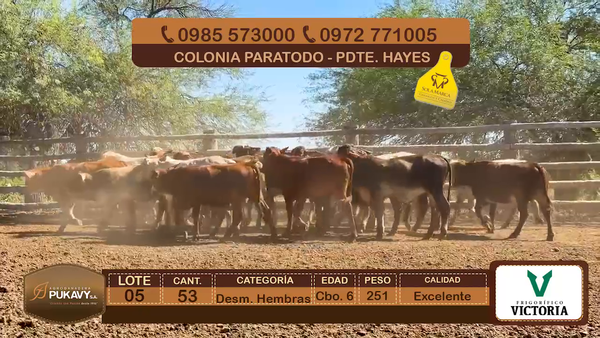 Lote Desm. Hembras Cbo 6