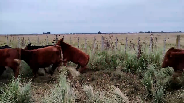 Lote 90 Terneros/as en Olavarría