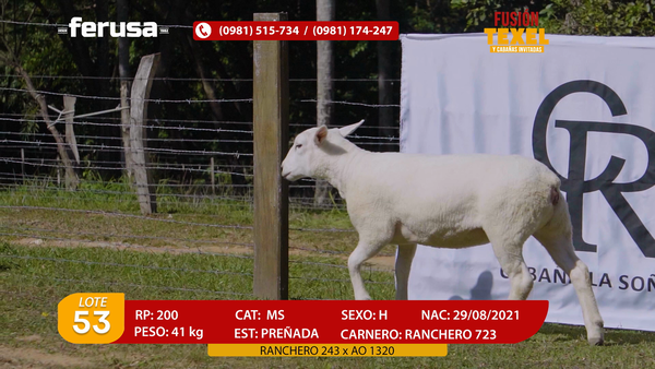 Lote Lote 53